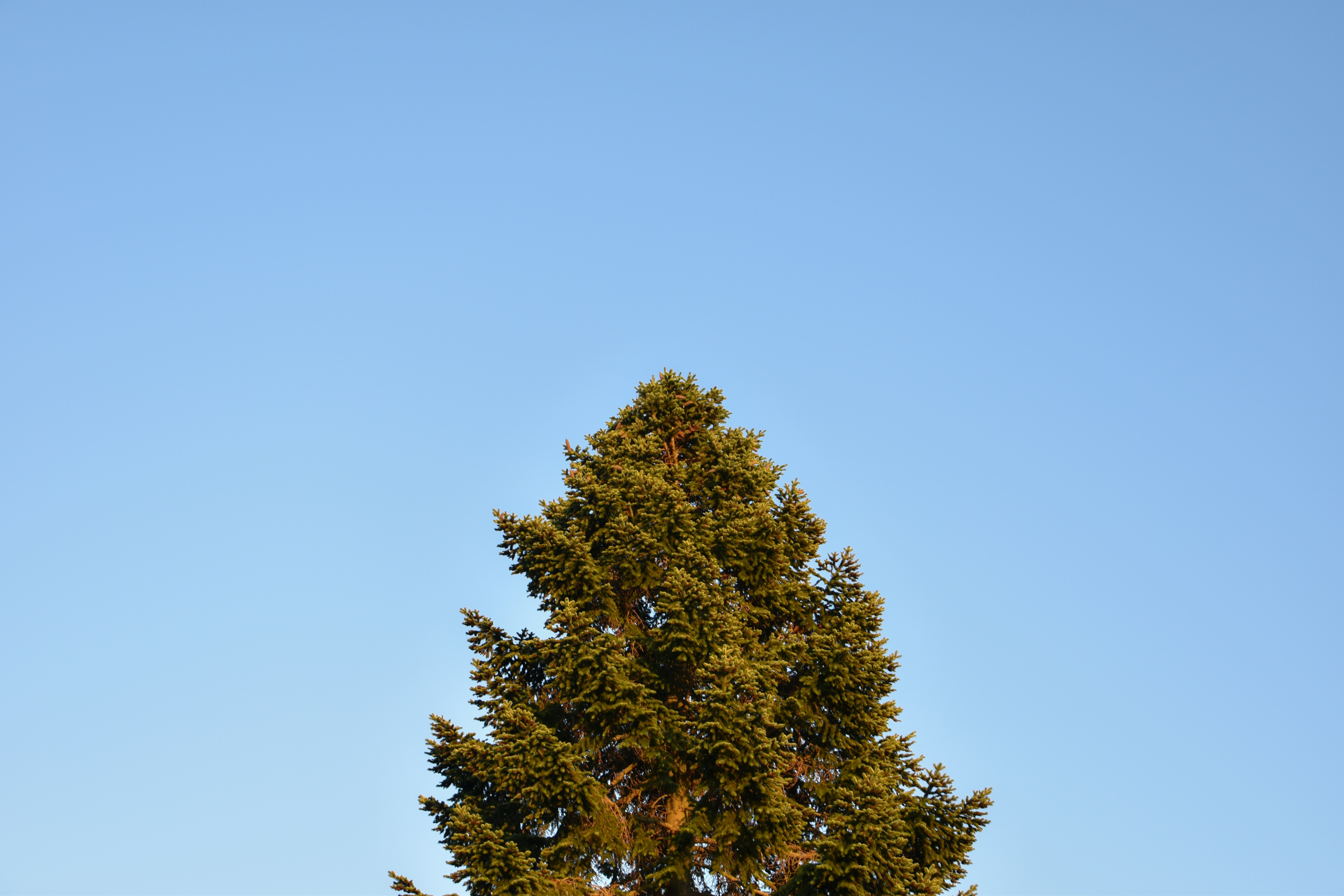 a tree with blue sky