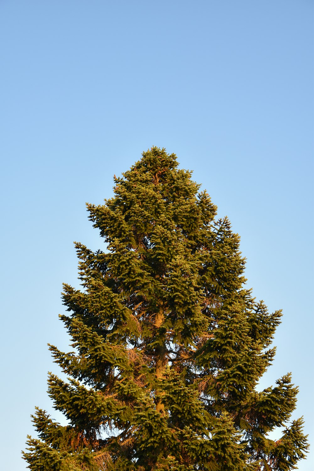 a tree with green leaves