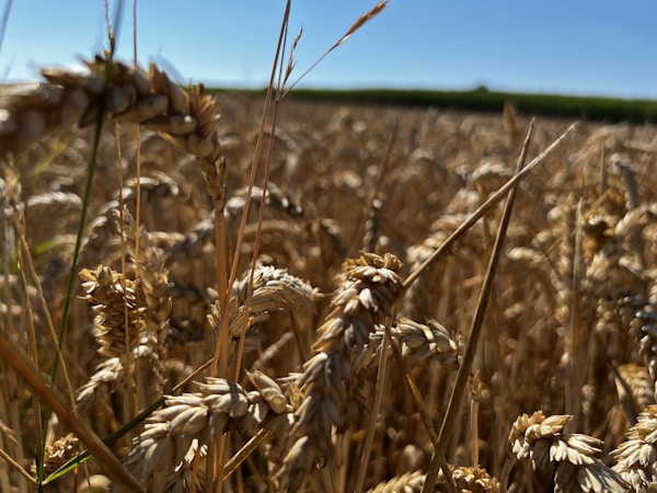 A field of wheat