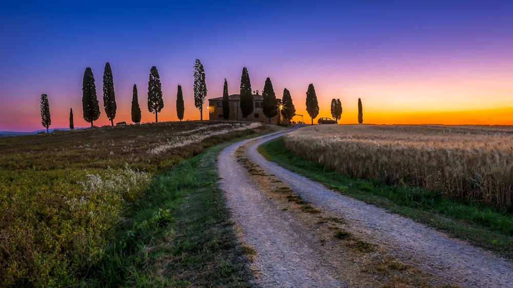 a dirt road with grass and trees on either side of it