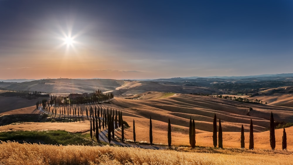 a fence in a field