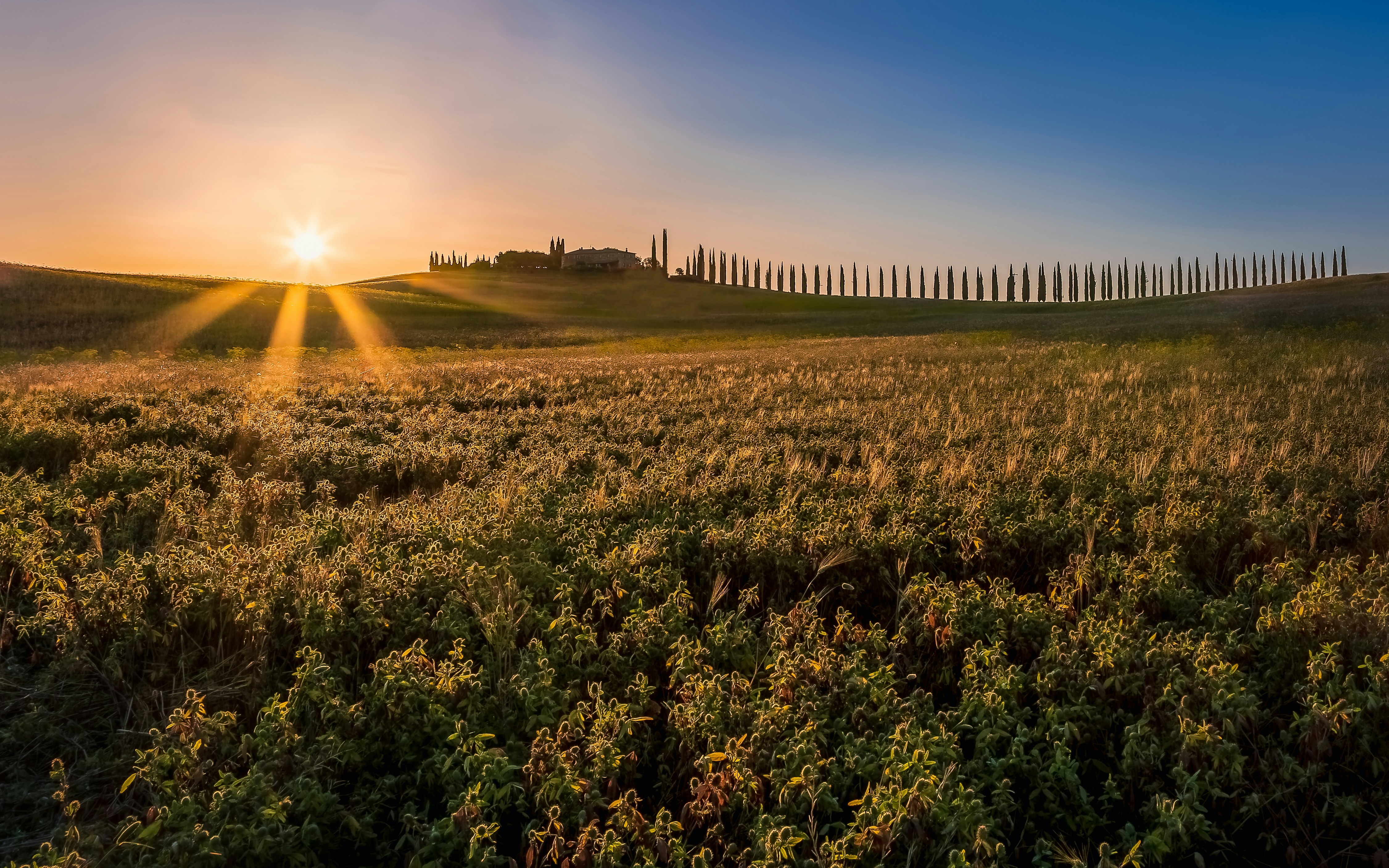 A field of flowers with a fence and a sunset in the background
