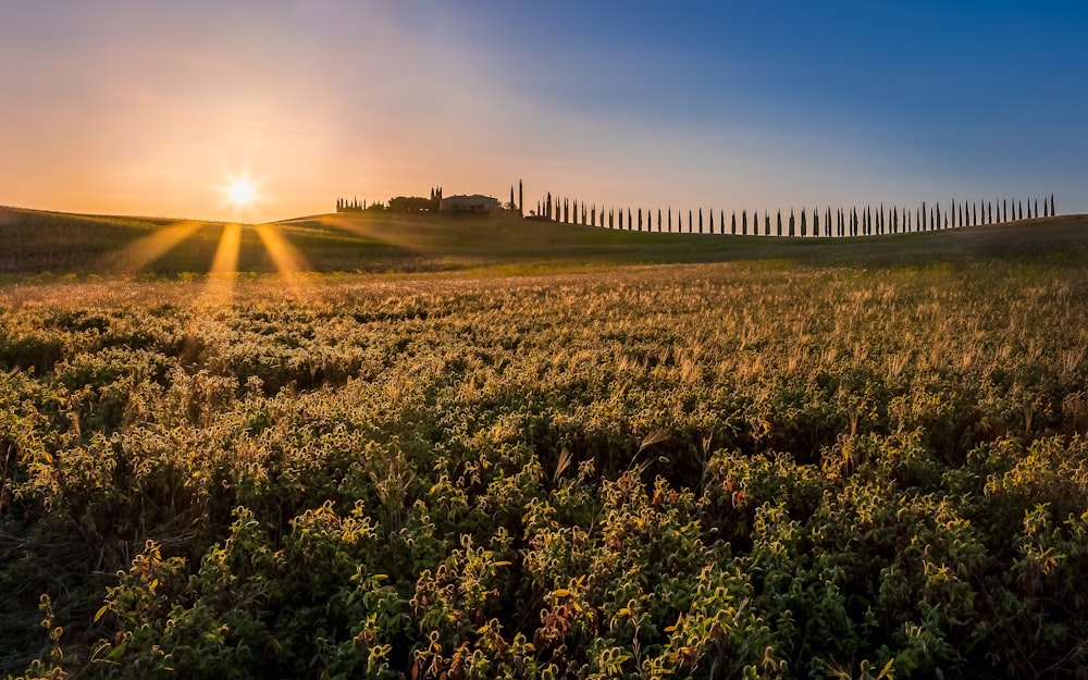 a field of flowers with a fence and a sunset in the background