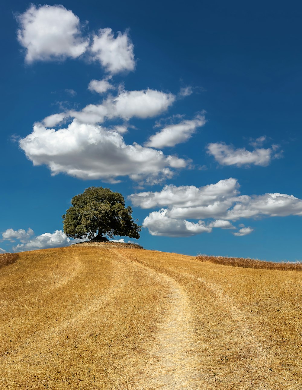 a tree on a hill