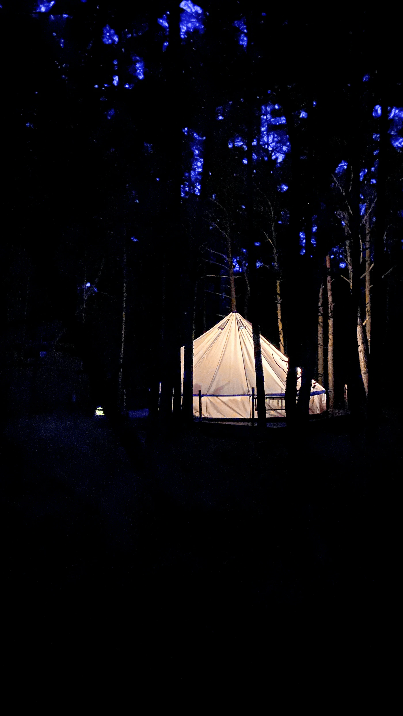 A glowing tent illuminated among tall forest trees at night