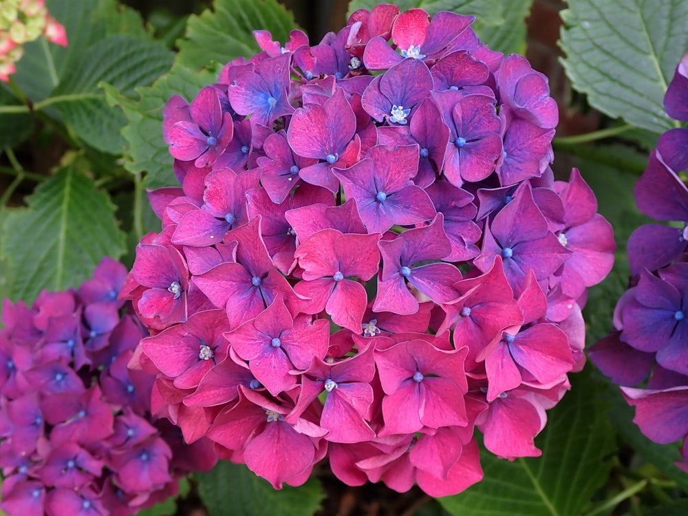 a group of purple flowers