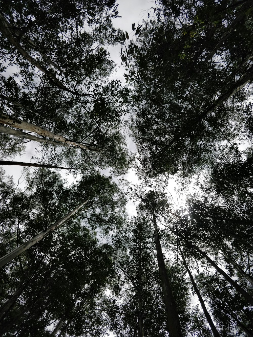 looking up at trees and sky