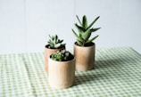 An arrangement of kokedama plants paired with succulents on a natural wood table.