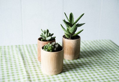 An arrangement of kokedama plants paired with succulents on a natural wood table.