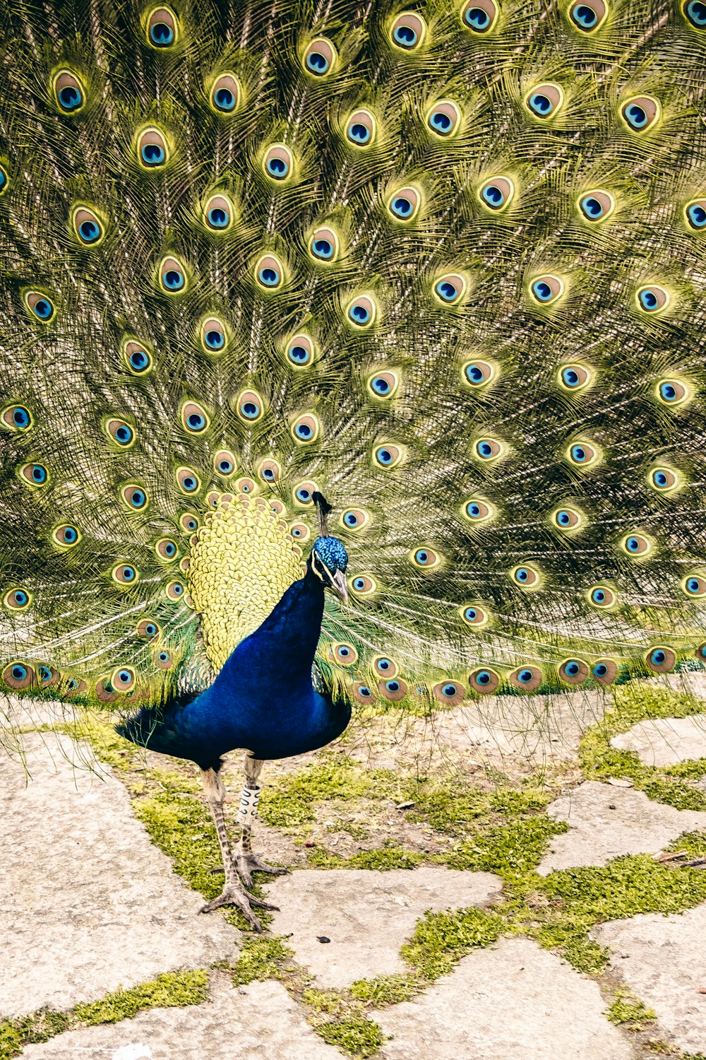 un paon avec ses plumes écartées