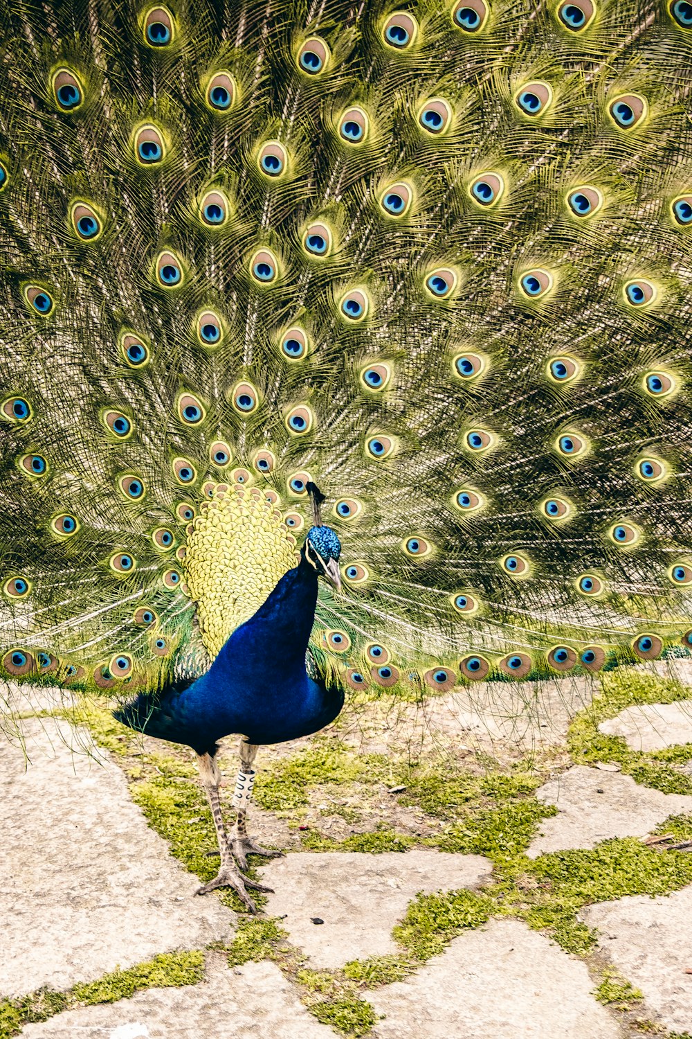 a peacock with its feathers spread
