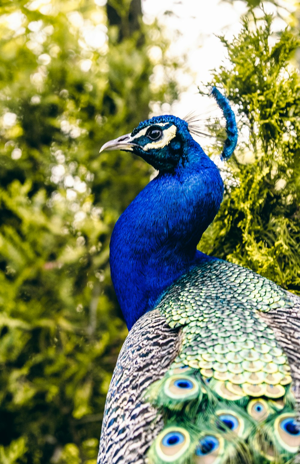 a blue bird with a long neck