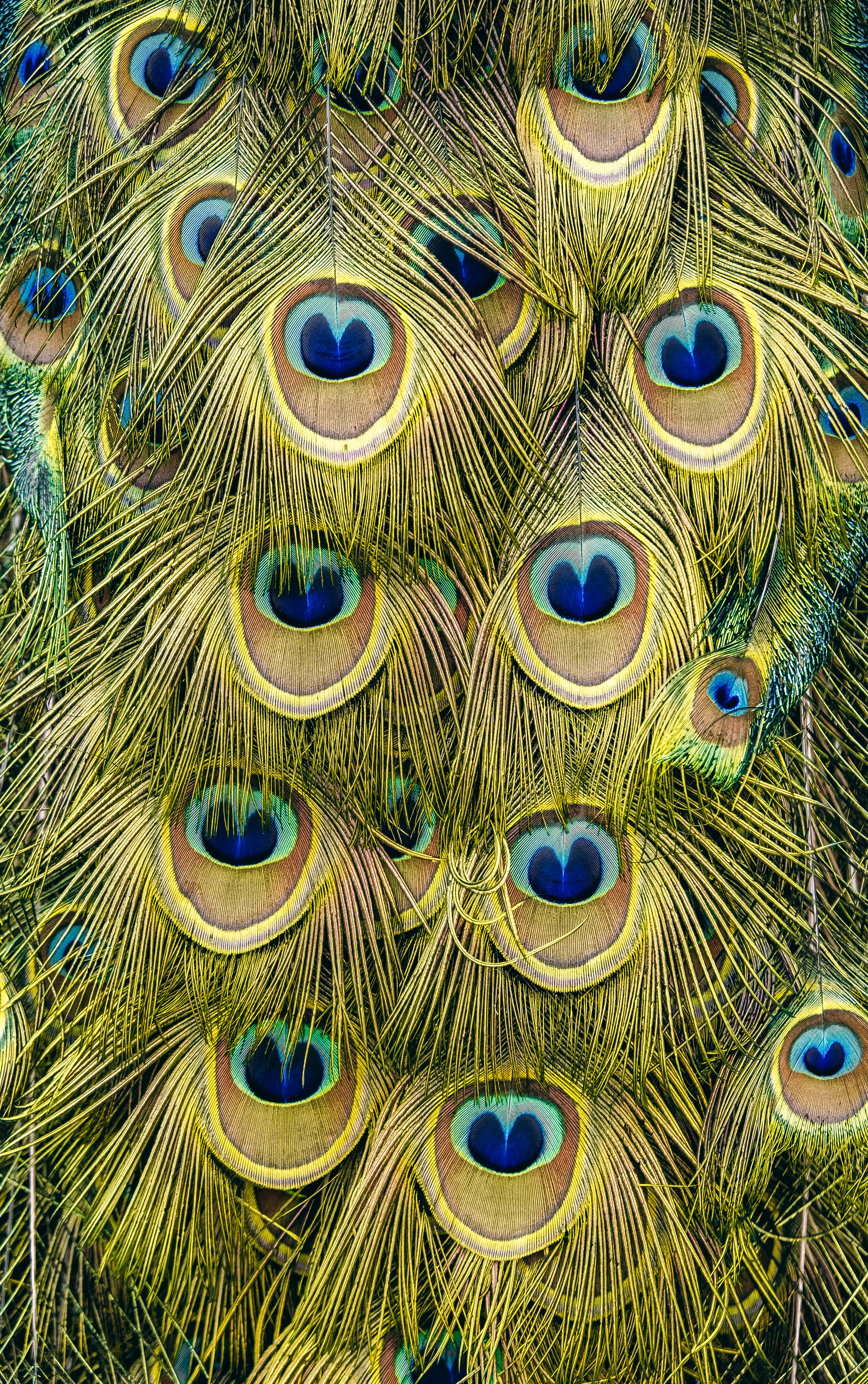 Jardins do Palácio de Cristal photo 2