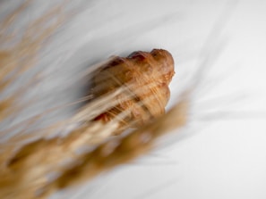 A freshly baked croissant placed on a rustic wooden table.