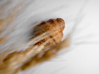 A freshly baked croissant placed on a rustic wooden table.