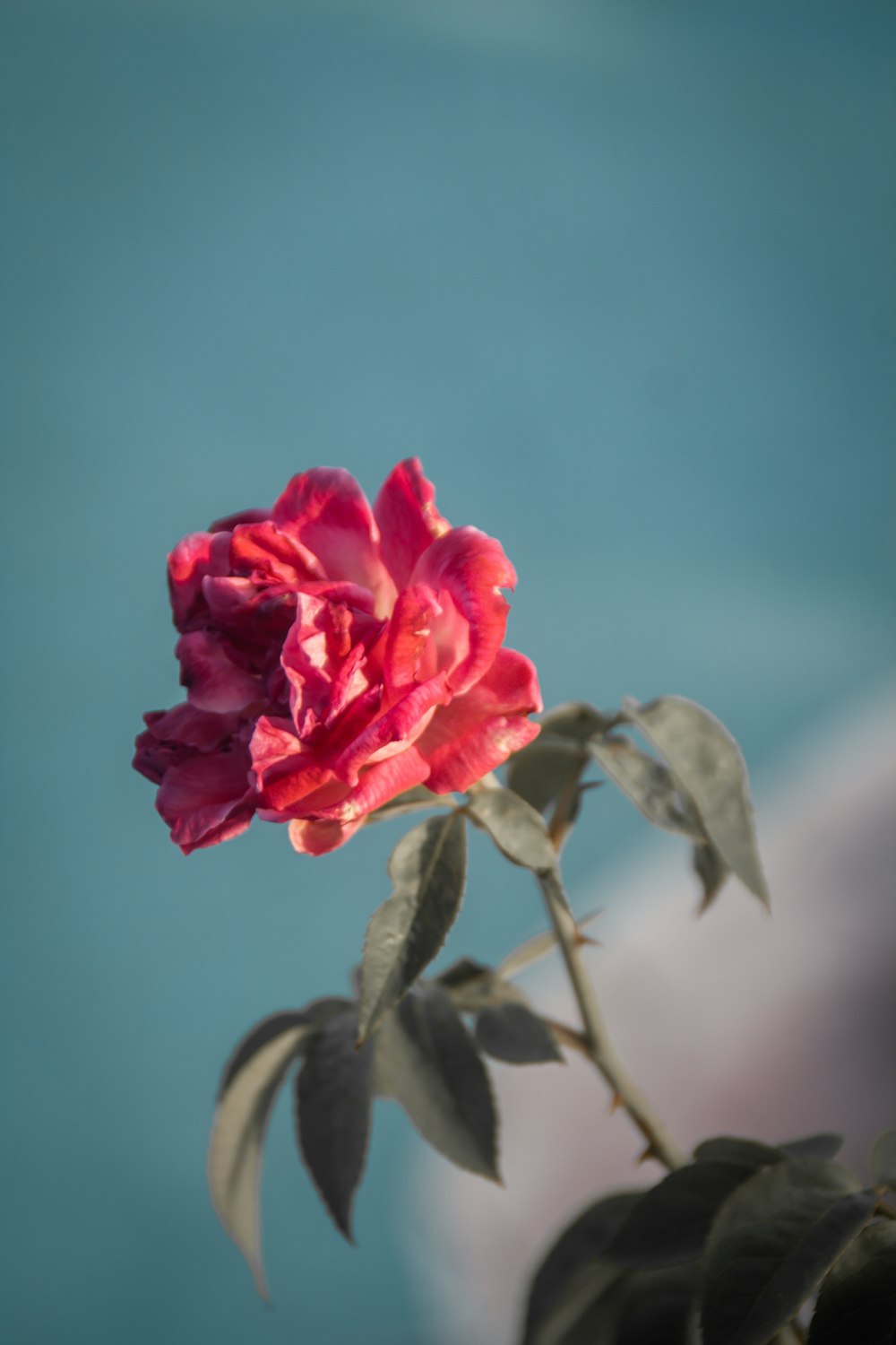 a close up of a flower