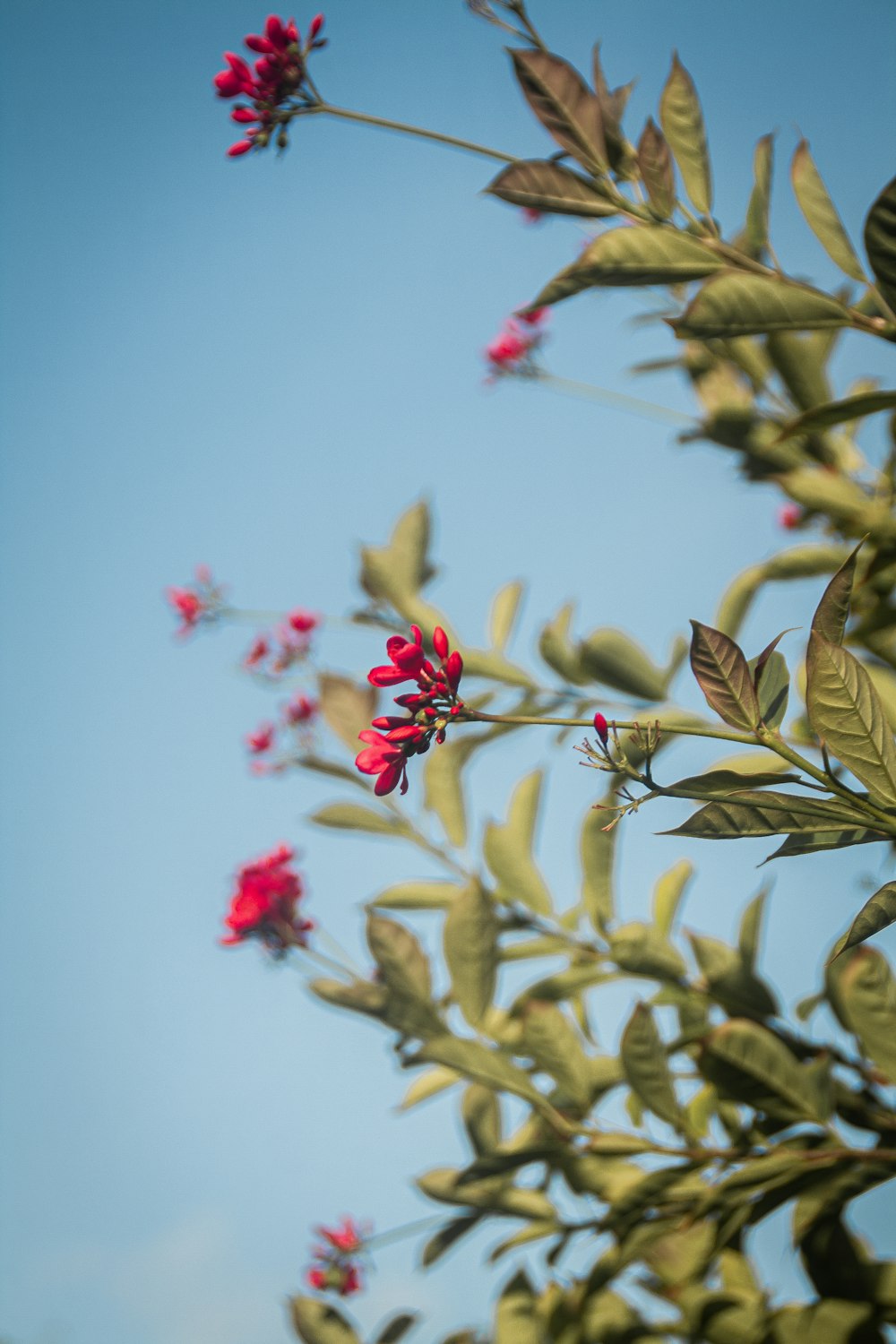 a tree with flowers