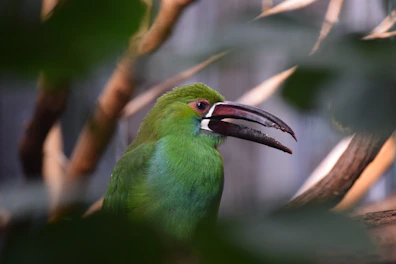 A lush jungle green background with a variety of bird accessories displayed.