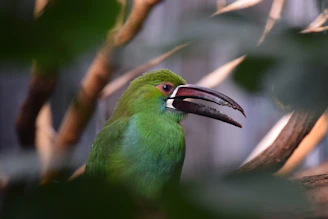 A lush jungle green background with a variety of bird accessories displayed.