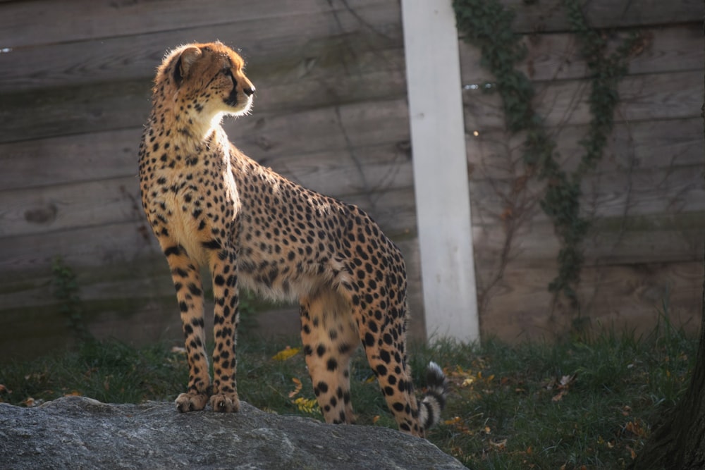 a cheetah standing on a rock
