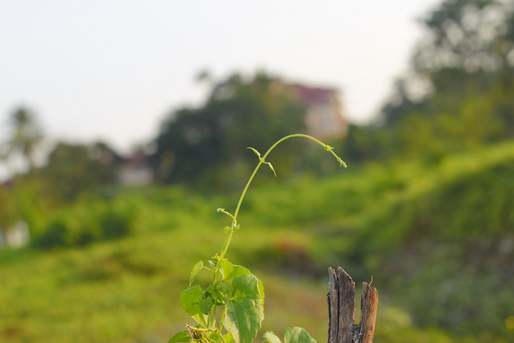 a close-up of a plant