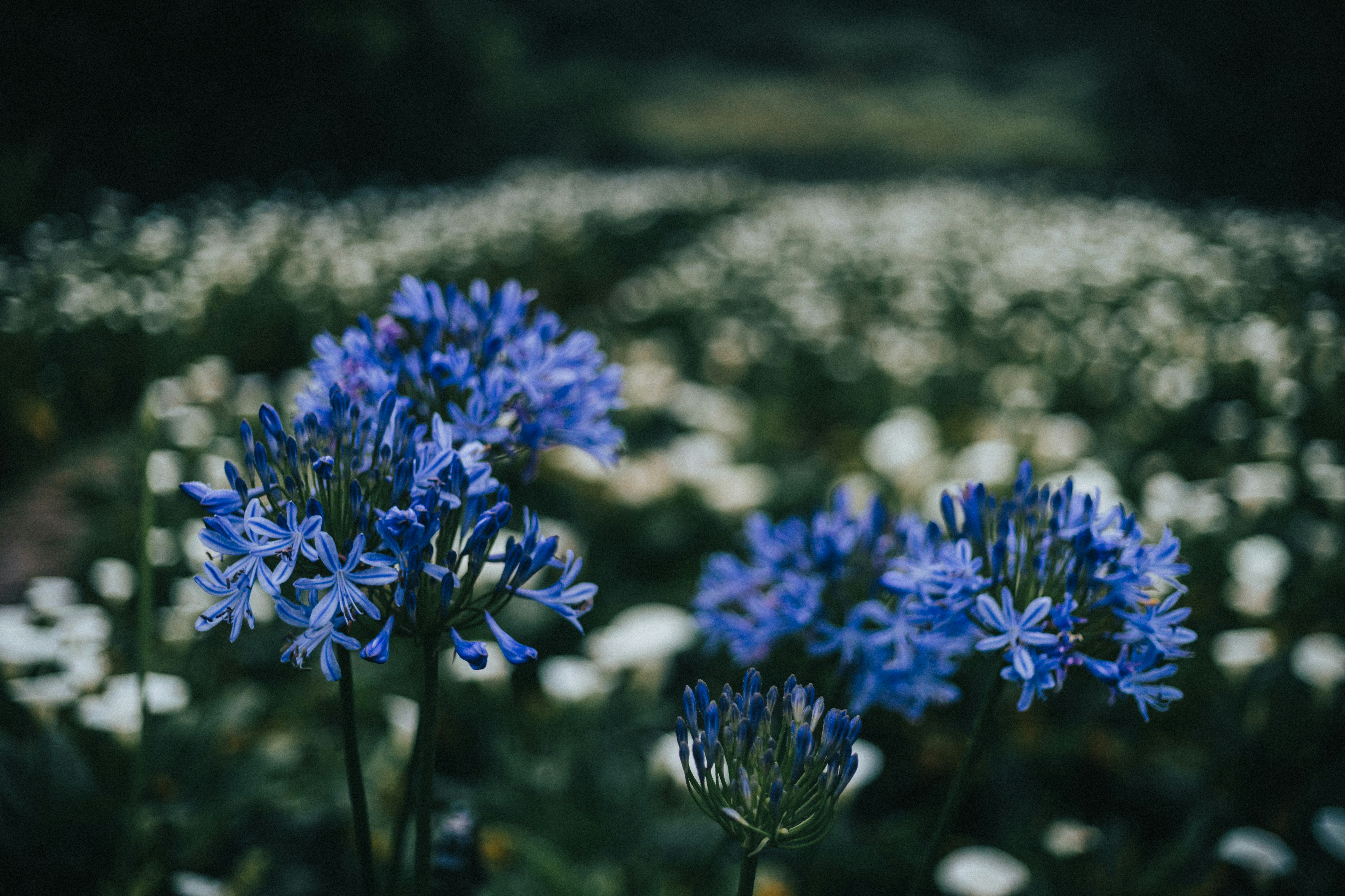 Photo by jeffreychai