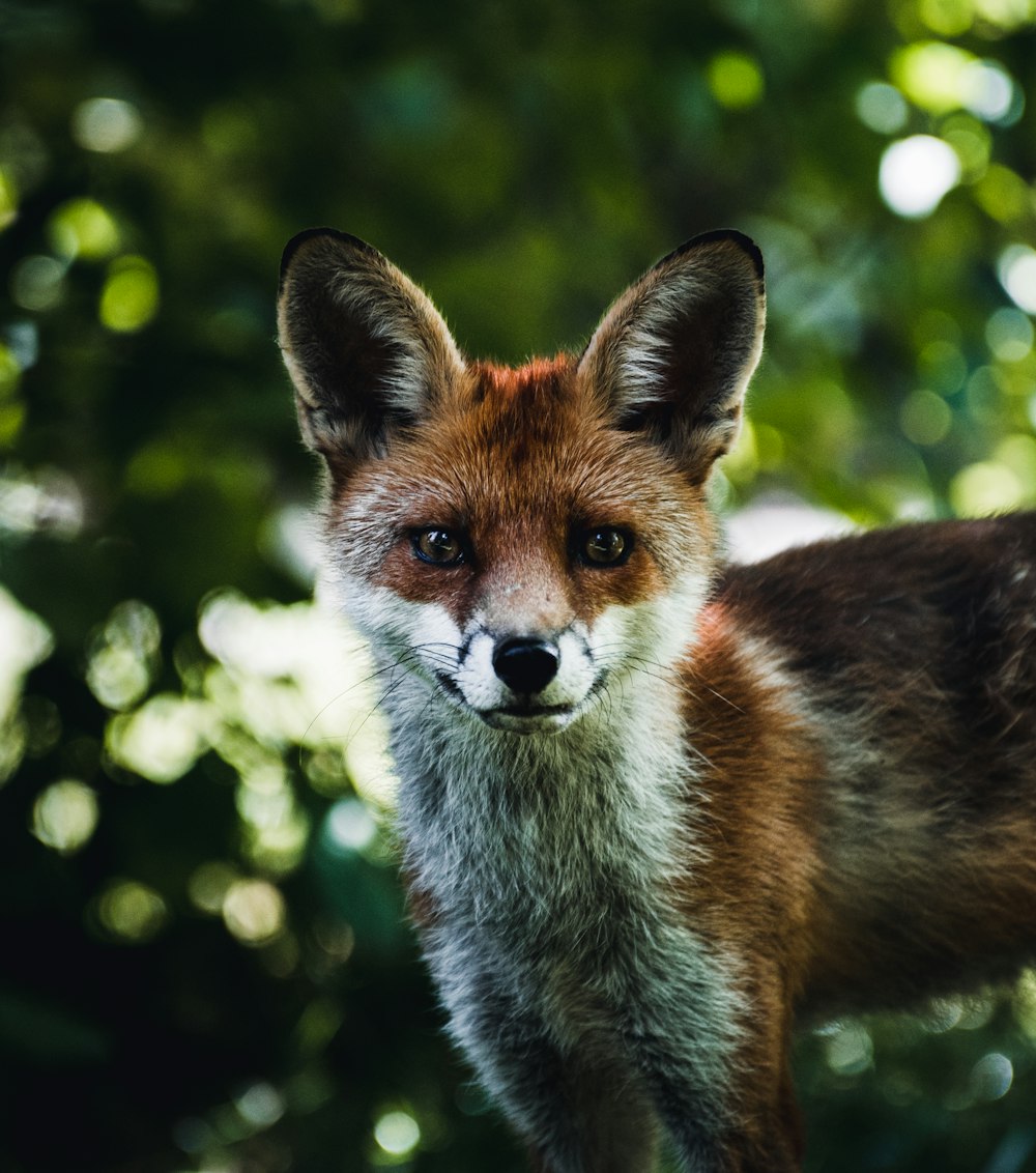 a fox looking at the camera