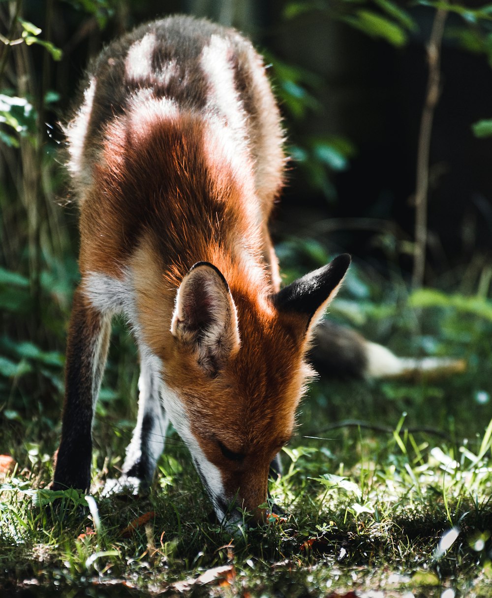 um cervo comendo grama