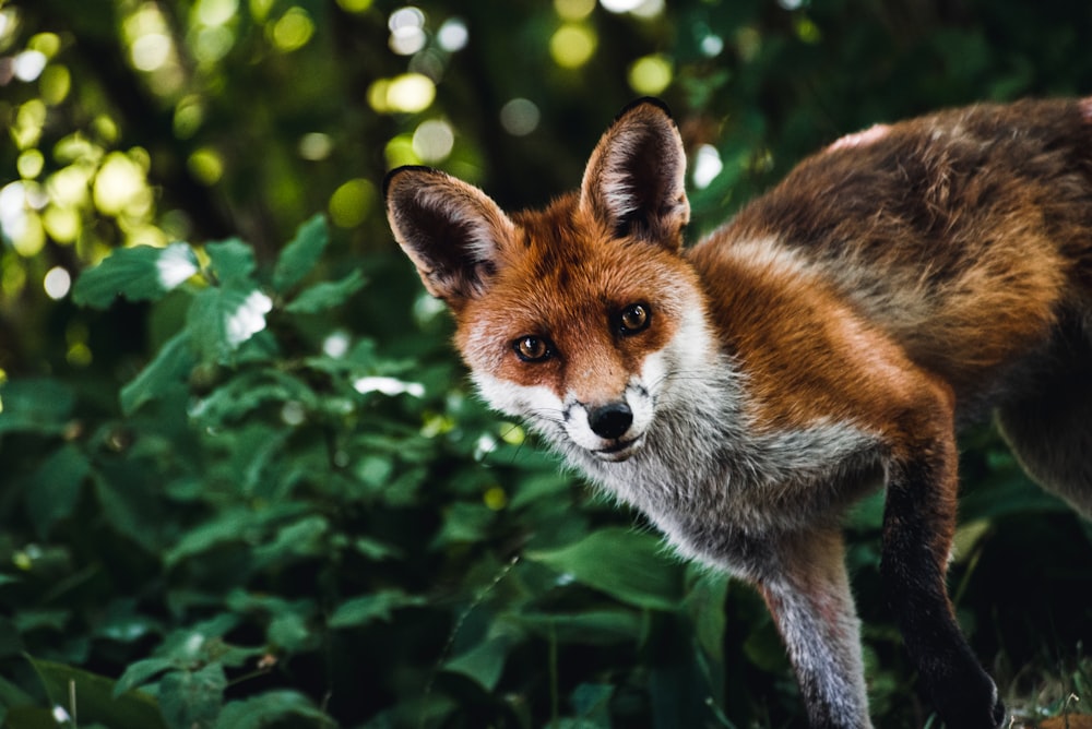 a fox standing in a bush