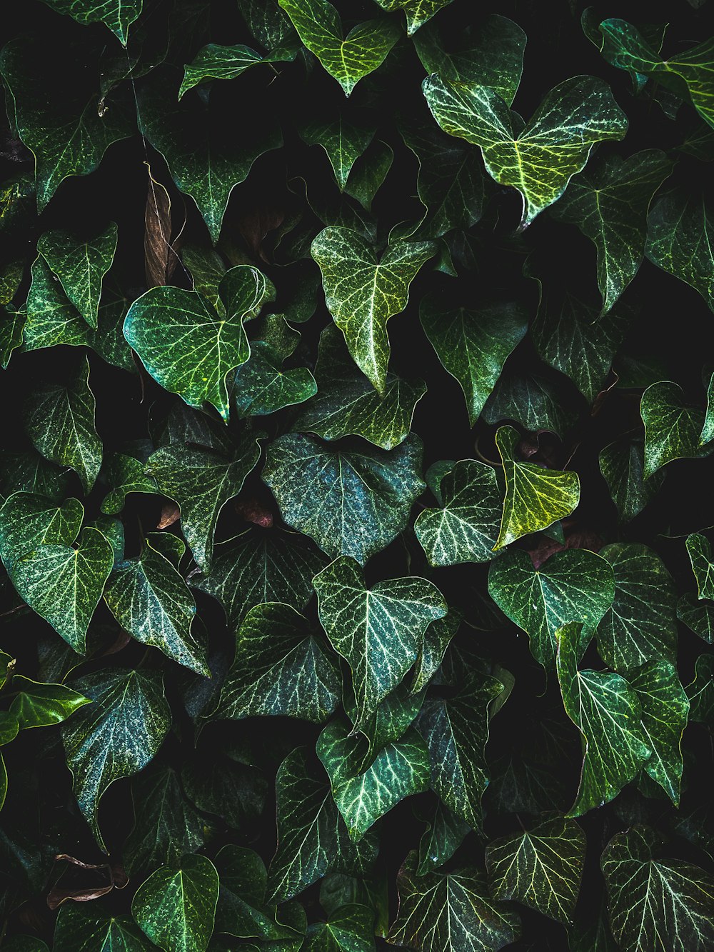 a group of green leaves