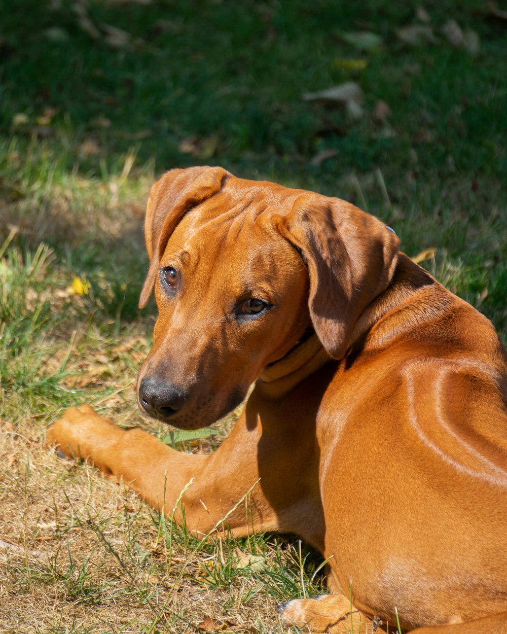 a dog lying in the grass