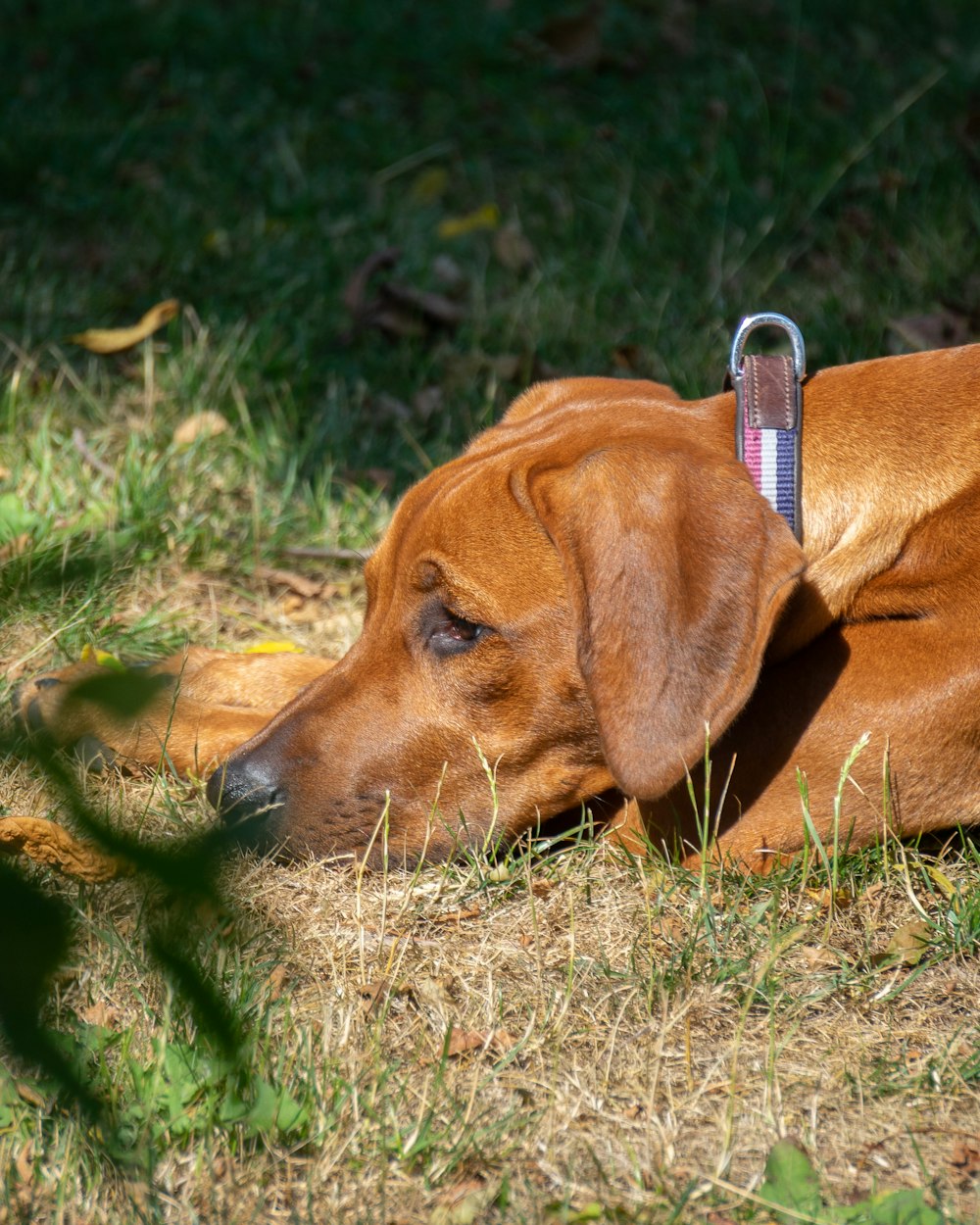 Ein Hund, der im Gras liegt