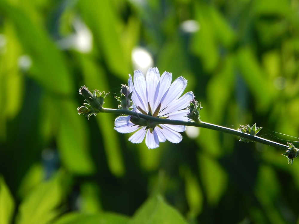 A bug on a flower photo – Free Plant Image on Unsplash