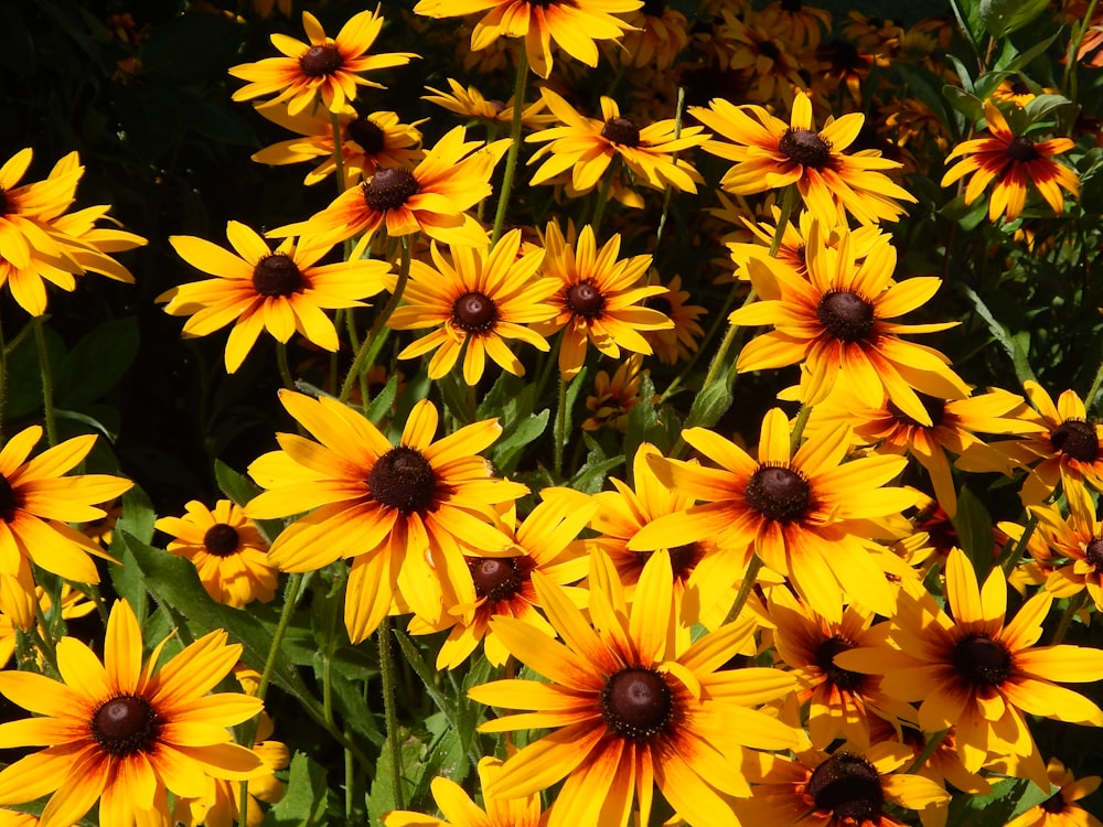 a group of orange flowers