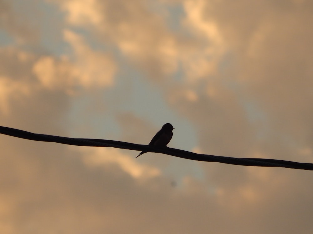 Ein Vogel sitzt auf einem Draht