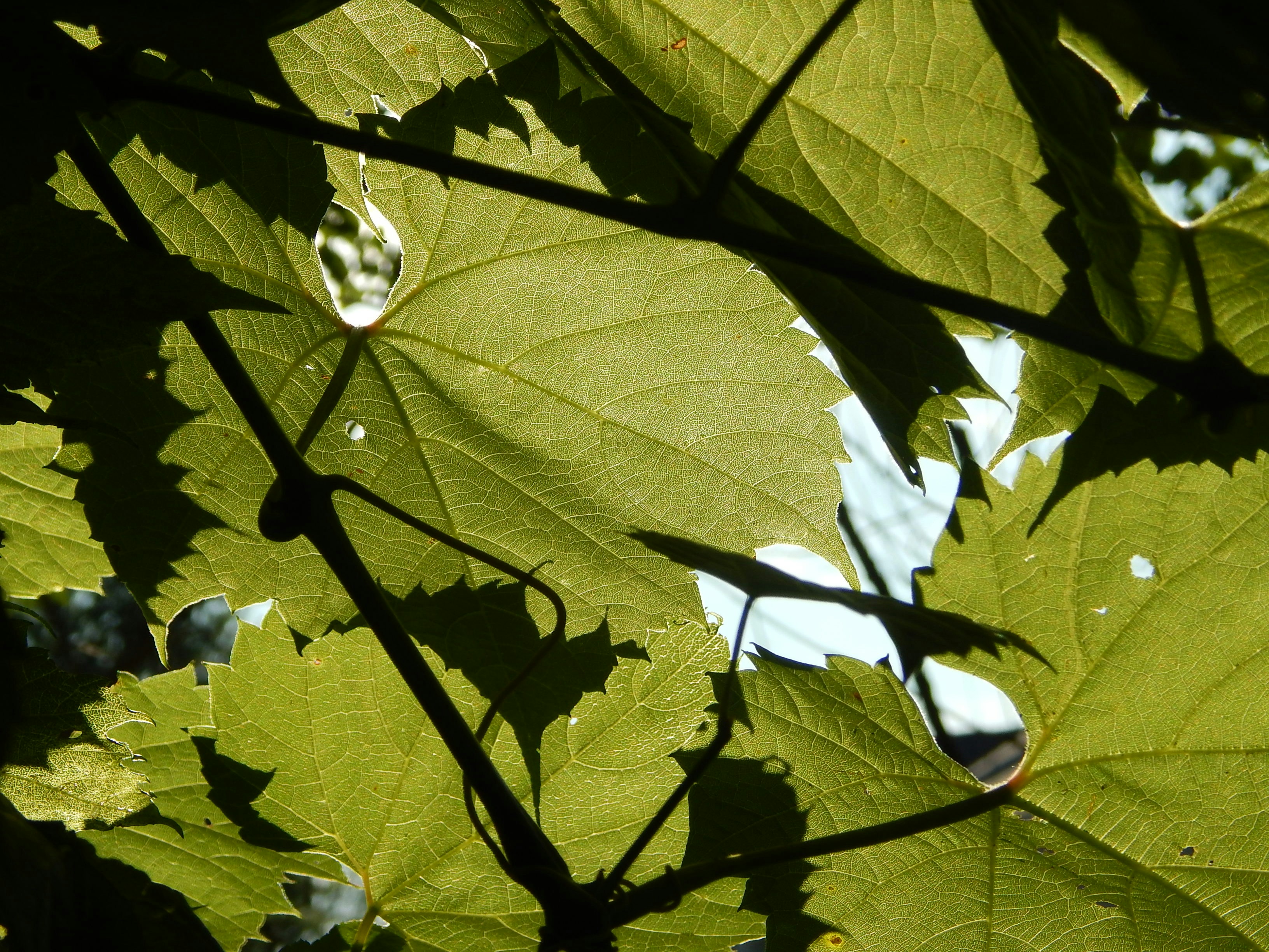 a close up of a leaf