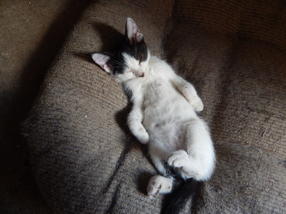 a cat lying on its back