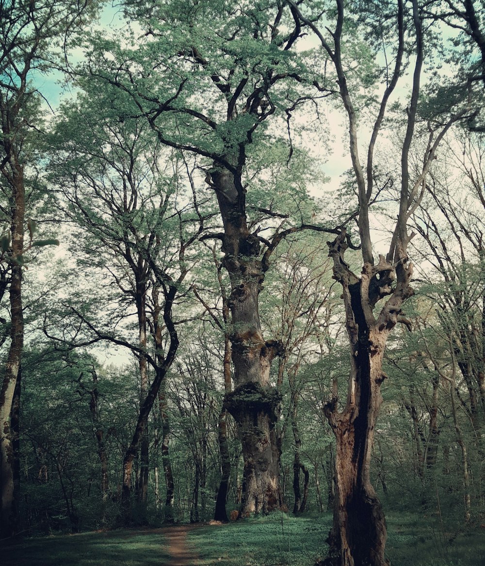 a tall tree in a forest