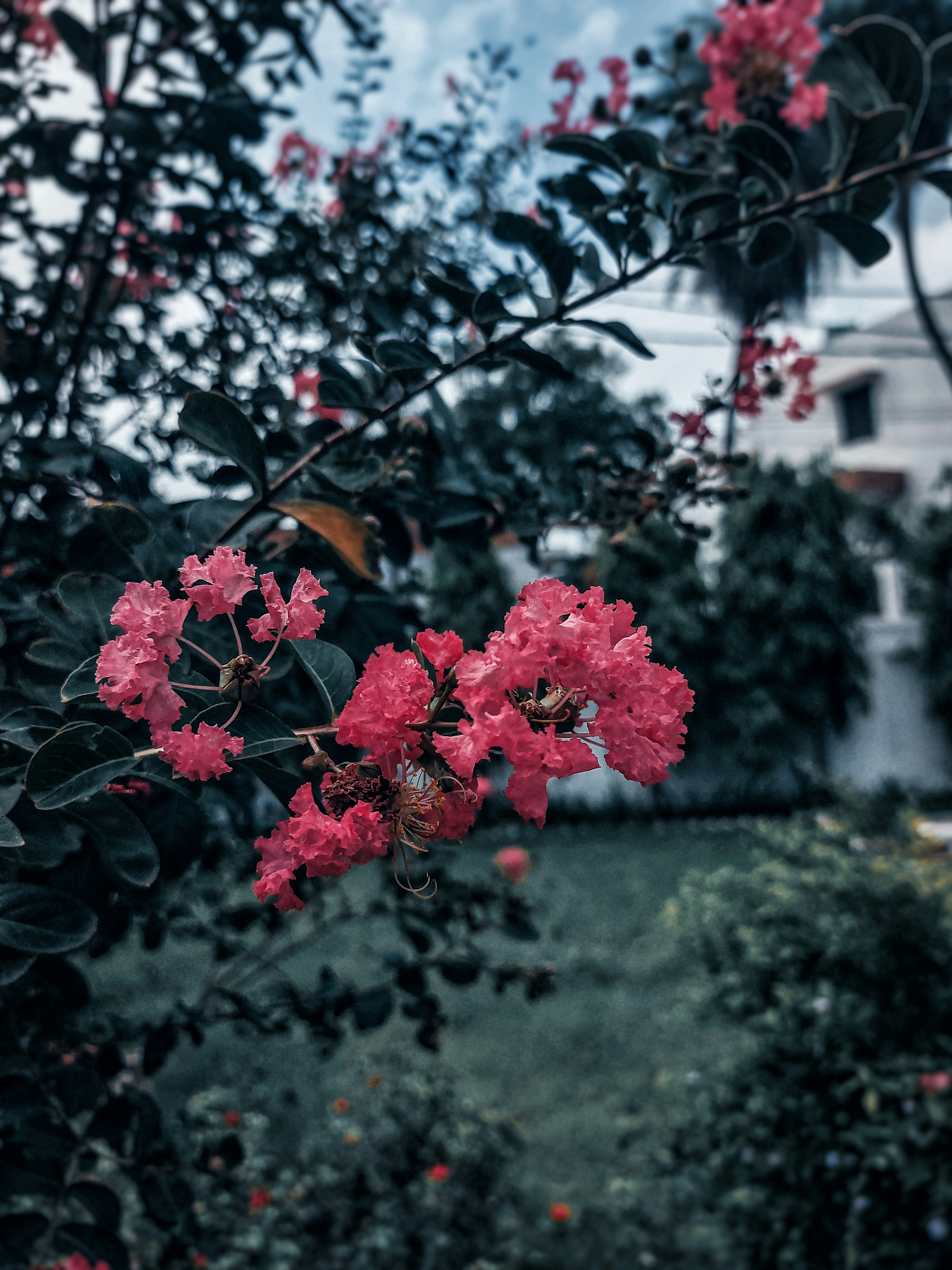 a tree with pink flowers