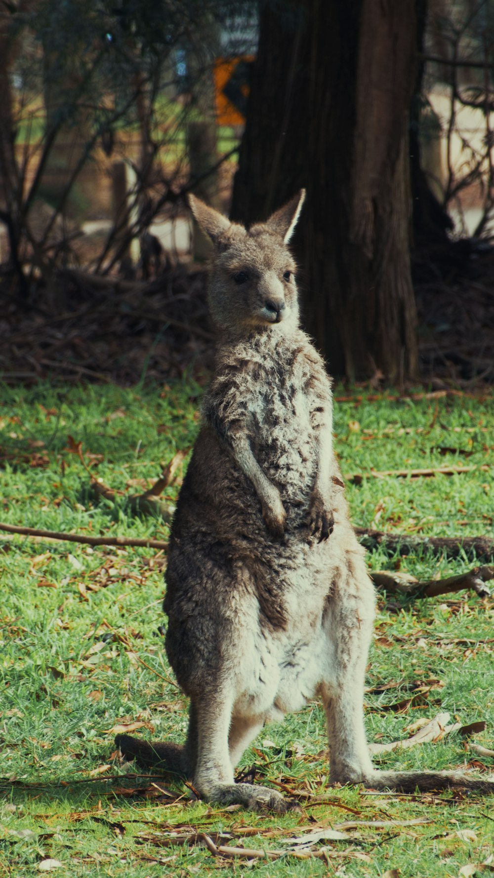 a kangaroo standing in a grassy area