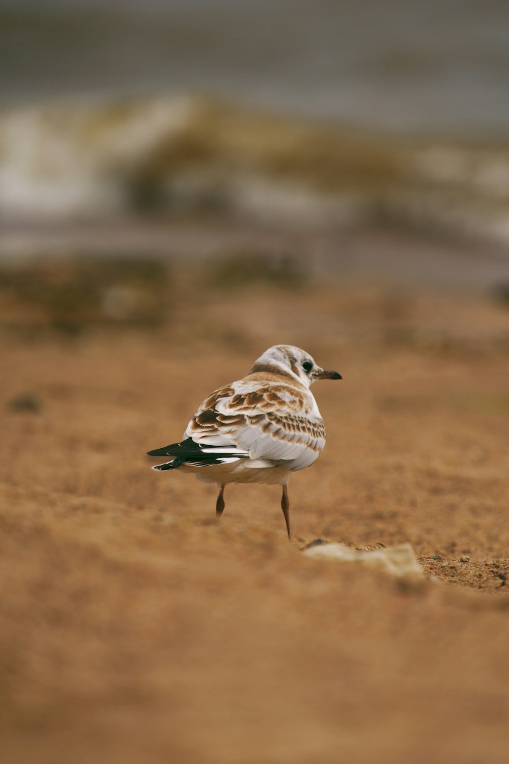 a bird standing on the ground