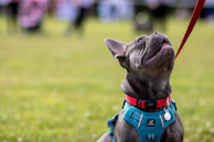 A blue French Bulldog puppy exploring a garden with colorful flowers in Fort Worth.