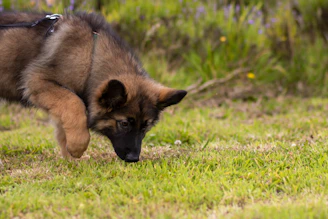 a dog walking on grass