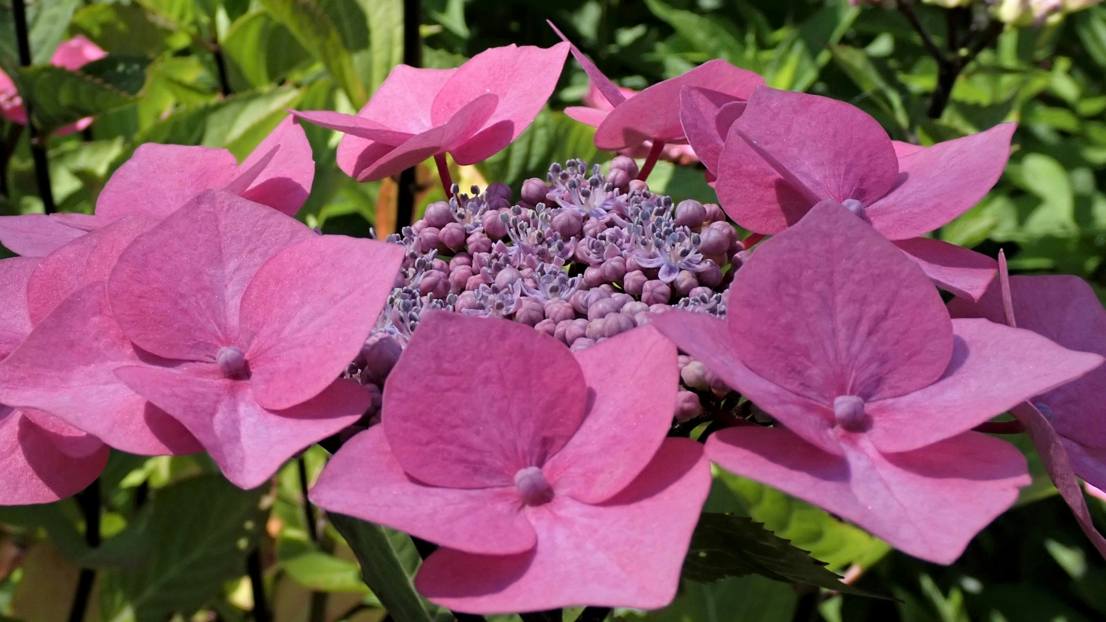 a group of purple flowers