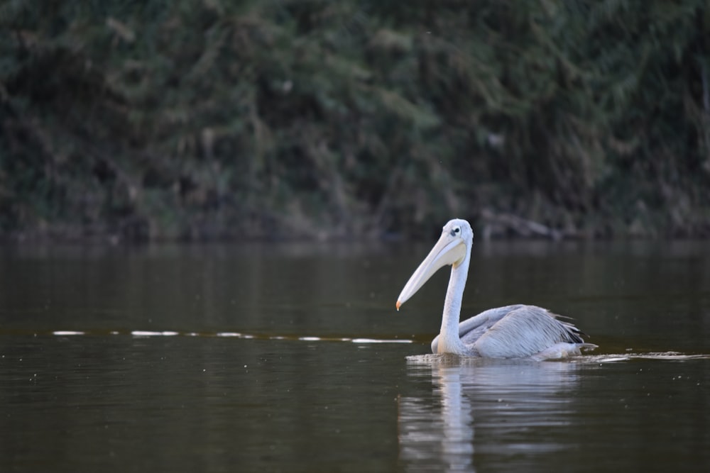 a bird swimming in water