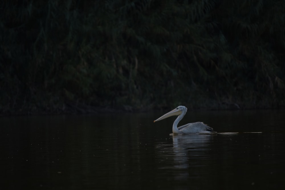 a bird swimming in water