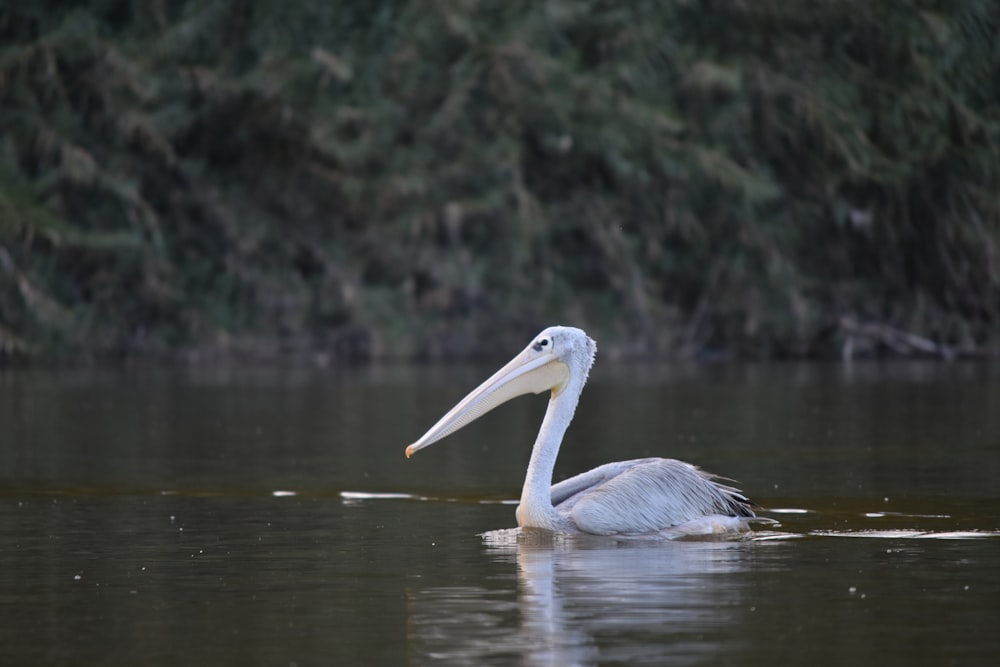 a bird in the water