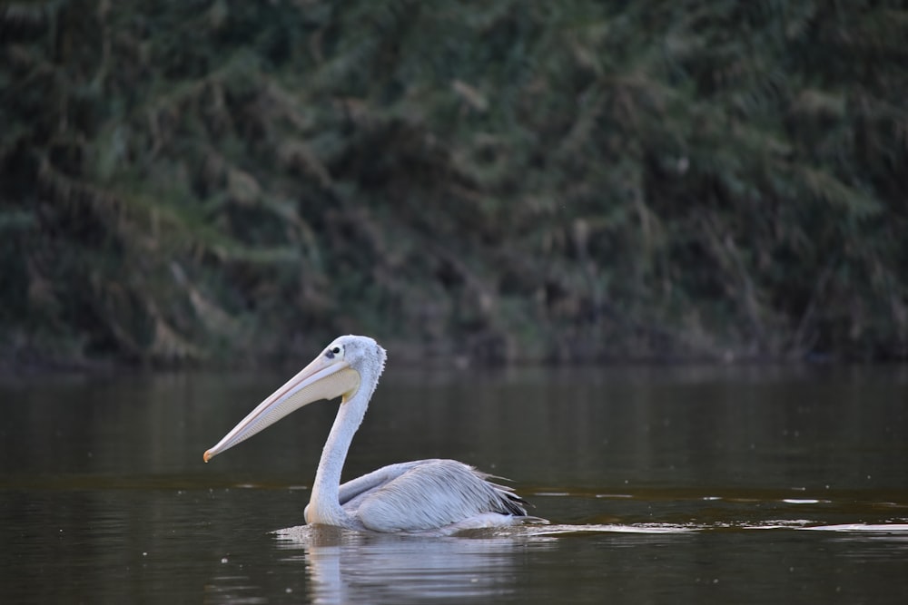 a bird in the water