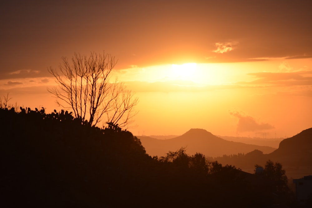 a tree in front of a sunset