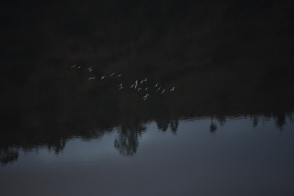 a group of birds flying over water